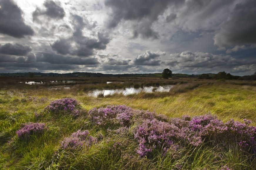 A stormy sky over Cors Caron, purple heather in the foreground