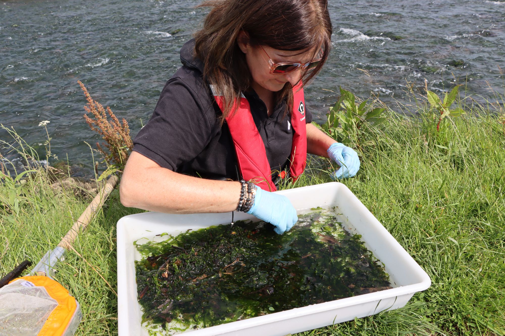 Person wearing gloves and a red life vest sits on a grassy riverbank, examining aquatic plants and invertebrates in a shallow white tray filled with river water. Flowing water and vegetation are visible beside the sampling area.