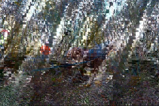 Horse pulling a log in a forest Horse pulling a log in a forest