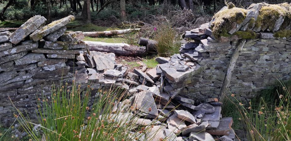 Damaged stone wall in woodland Damaged stone wall in woodland