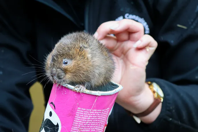 Water vole (Credit Grace Hunt, Wildlife Trust of South and West Wales) Water vole (Credit Grace Hunt, Wildlife Trust of South and West Wales)