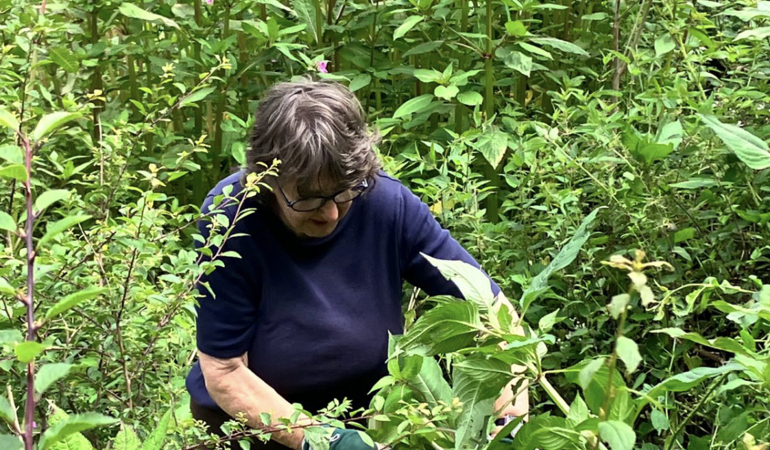 Volunteers controlling the spread of invasive species - credit West Wales Rivers Trust.