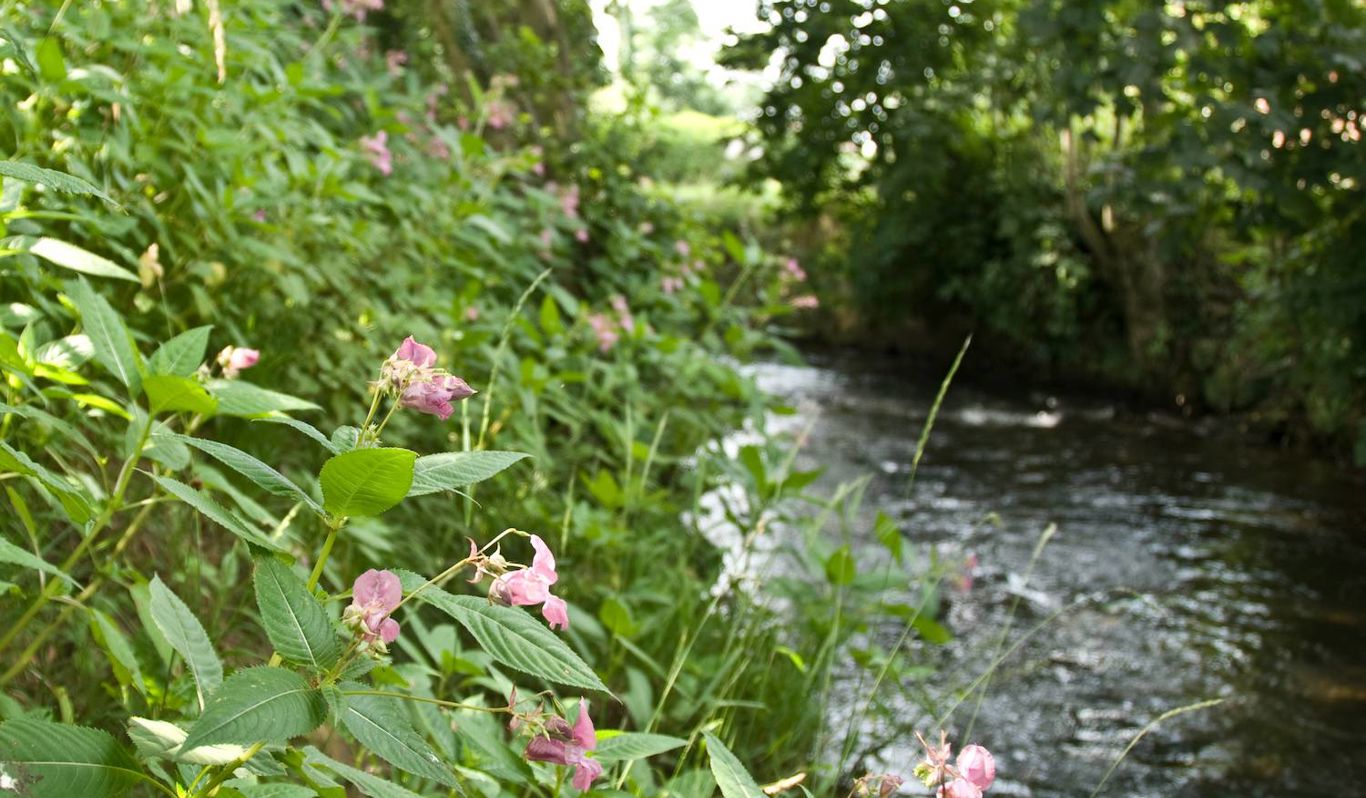 Natural Resources Wales / Using science to tackle invasive species
